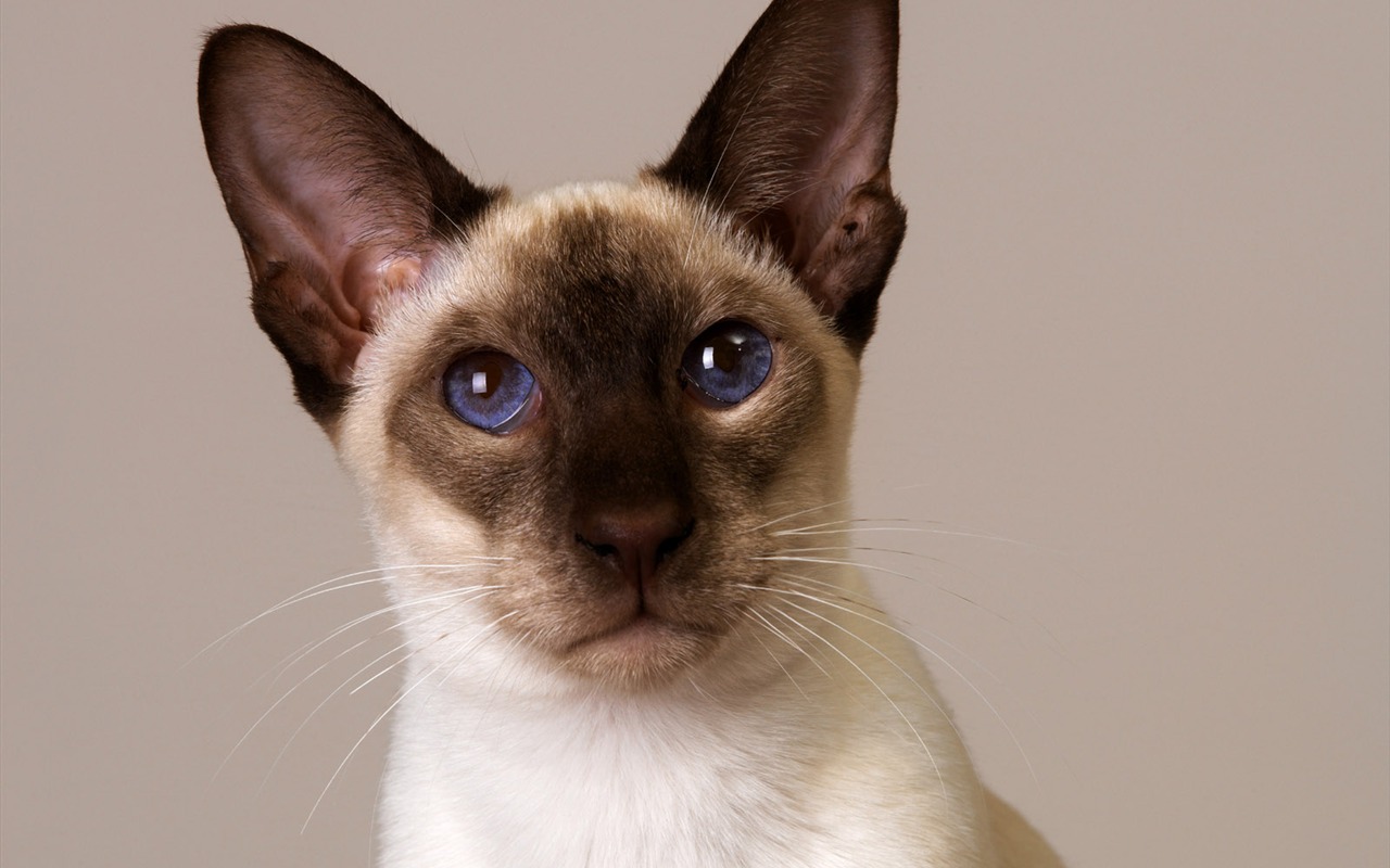 1600 Cat Foto Tapety (11) #12 - 1280x800