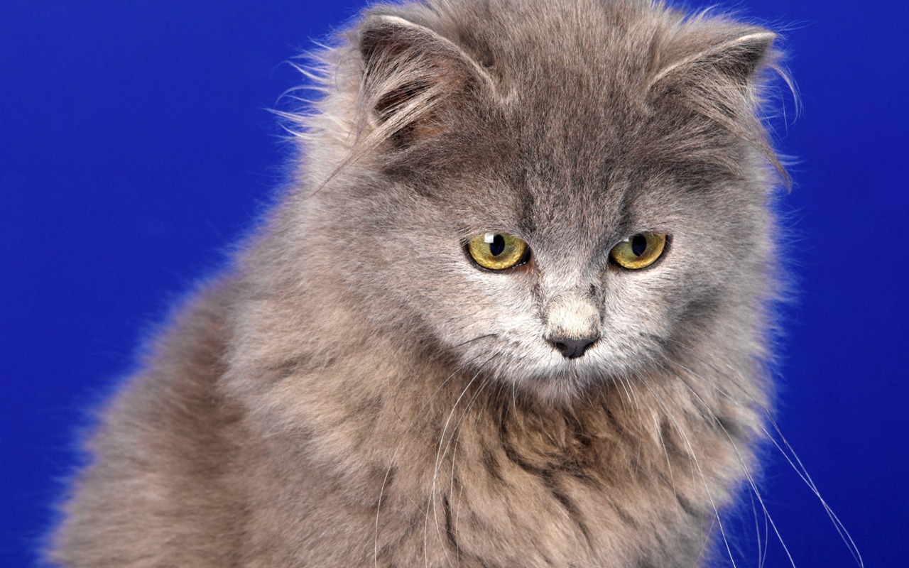1600 Cat Foto Tapety (11) #17 - 1280x800