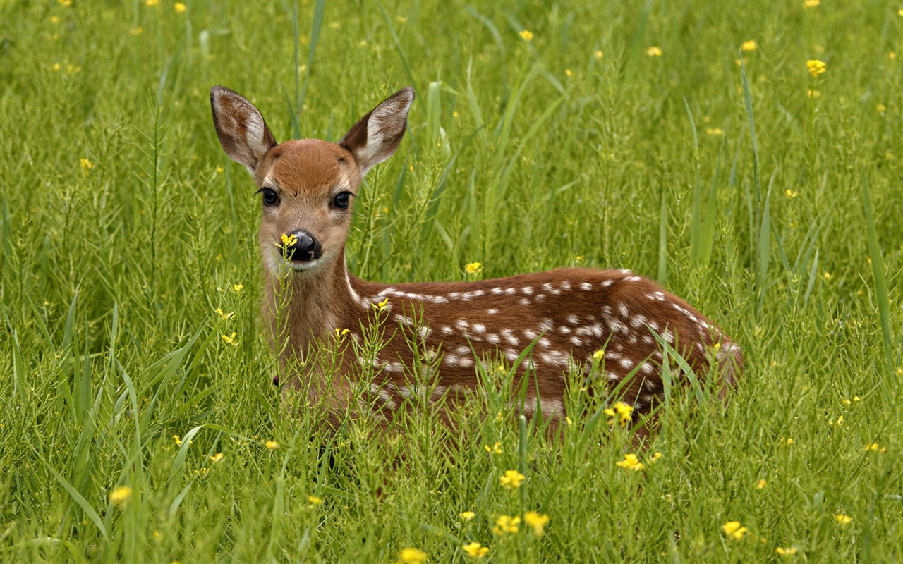 動物ワイド壁紙コレクション(6) #3 - 1280x800