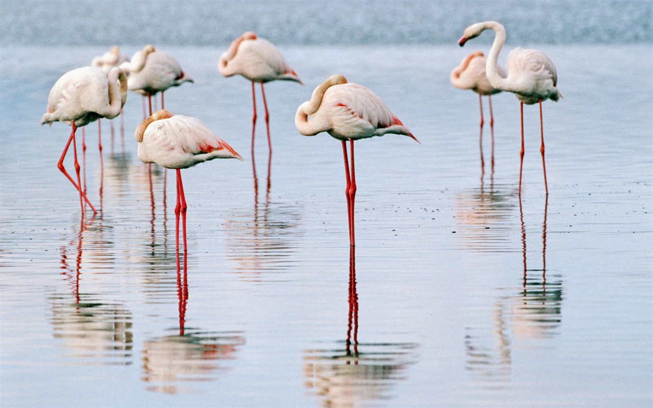 zvířat širokoúhlý Tapety Kolekce (6) #7 - 1280x800
