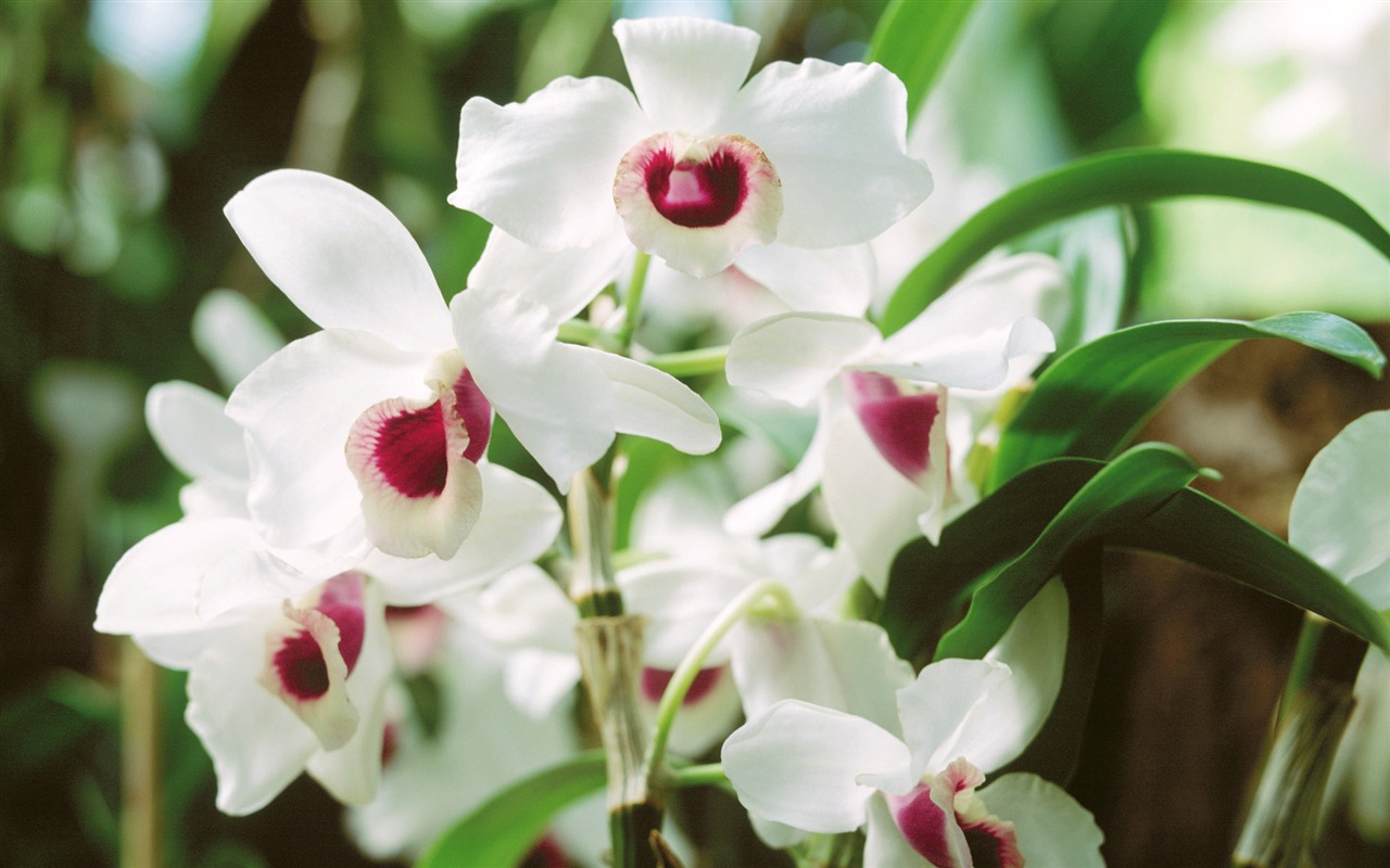 Widescreen wallpaper flowers close-up (4) #1 - 1280x800