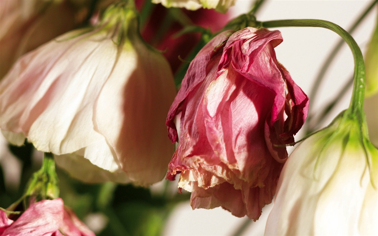 宽屏鲜花特写 壁纸(四)3 - 1280x800