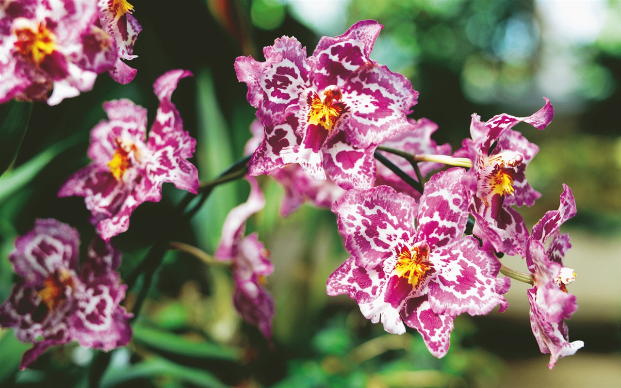 Widescreen wallpaper flowers close-up (4) #4 - 1280x800