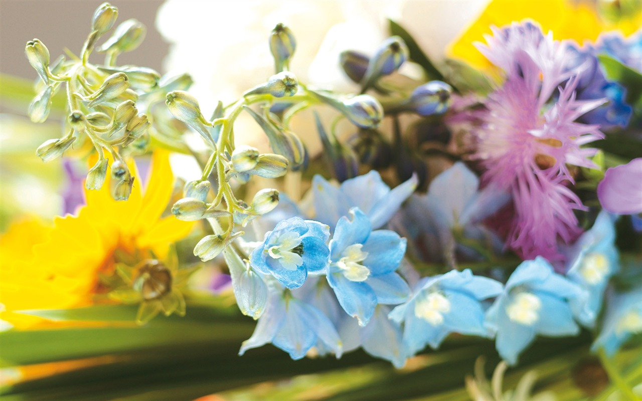 Widescreen wallpaper flowers close-up (4) #9 - 1280x800