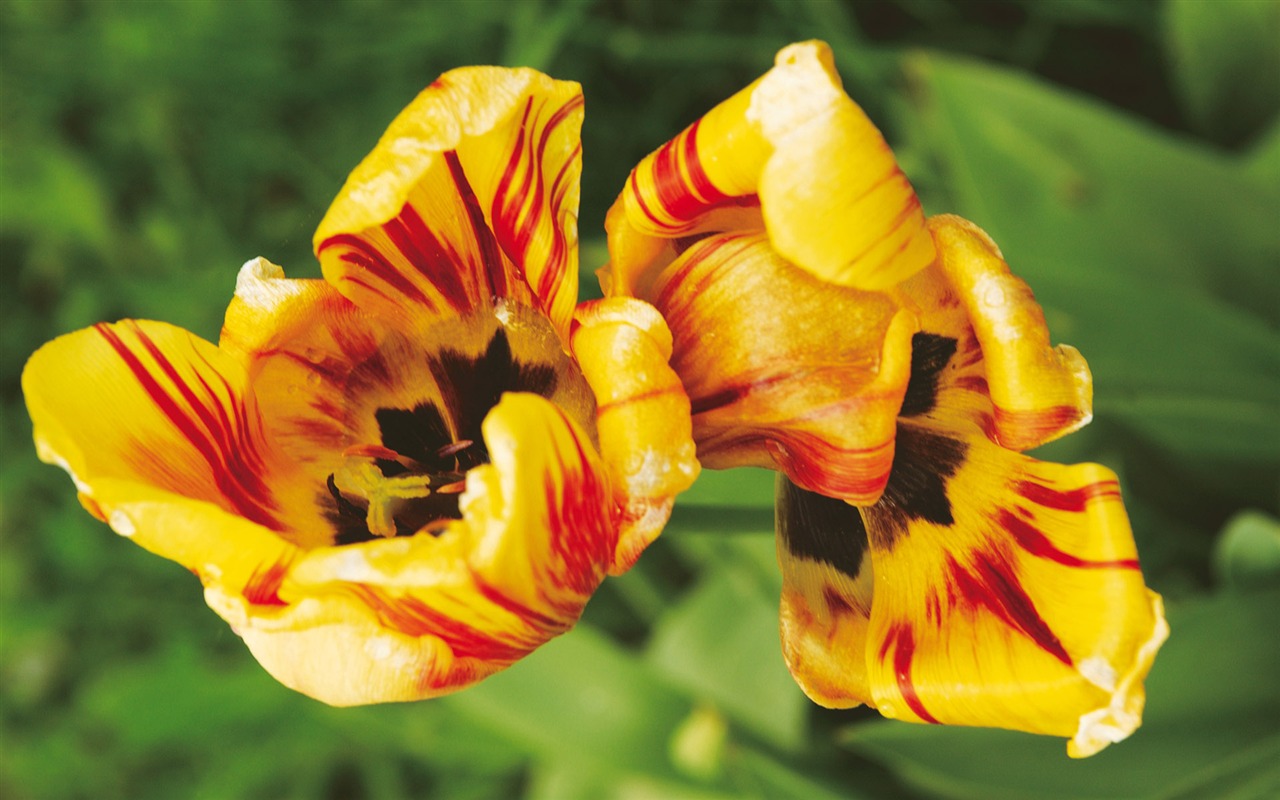 Widescreen wallpaper flowers close-up (4) #12 - 1280x800