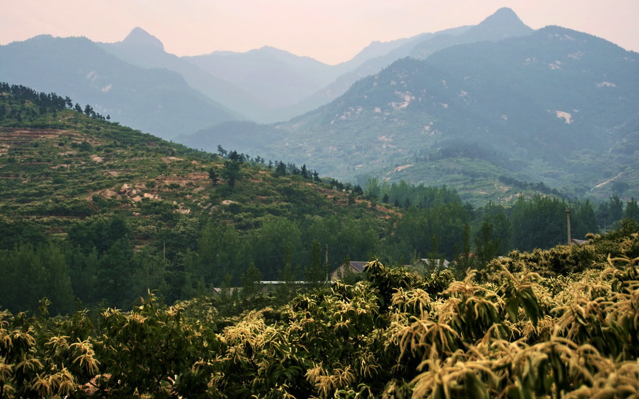 Lugar de nacimiento de montaña Song (Minghu obras Metasequoia) #2 - 1280x800