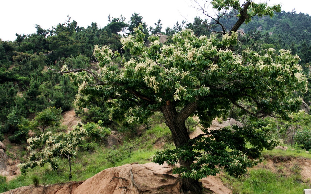 Mountain Song birthplace (Minghu Metasequoia works) #4 - 1280x800