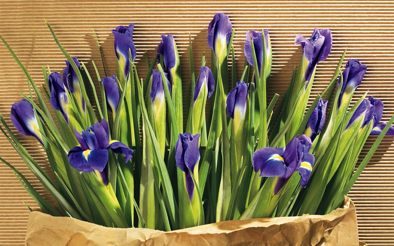 fondos de escritorio de flores con pantalla ancha de cerca (5) #3 - 1280x800