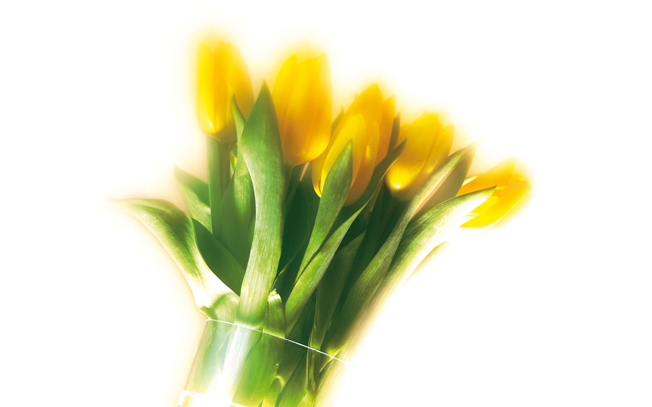 fondos de escritorio de flores con pantalla ancha de cerca (5) #7 - 1280x800