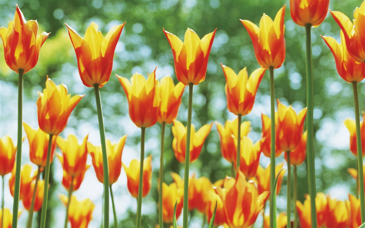 Widescreen wallpaper flowers close-up (5) #14 - 1280x800
