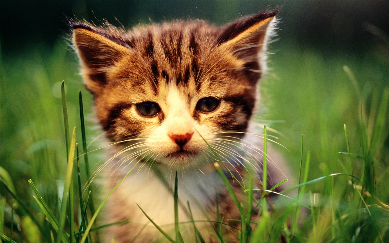 1920 Cat Foto Tapety (1) #1 - 1280x800
