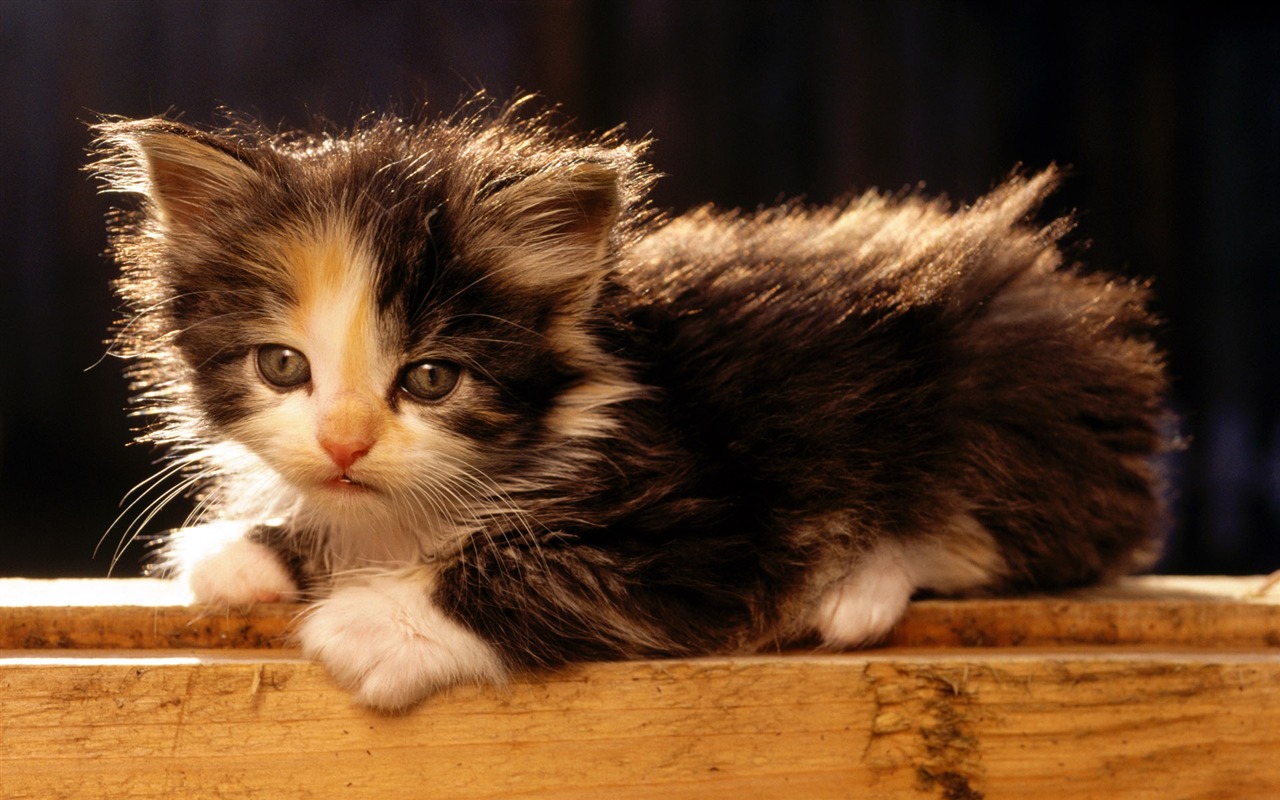 1920 Cat Foto Tapety (1) #2 - 1280x800