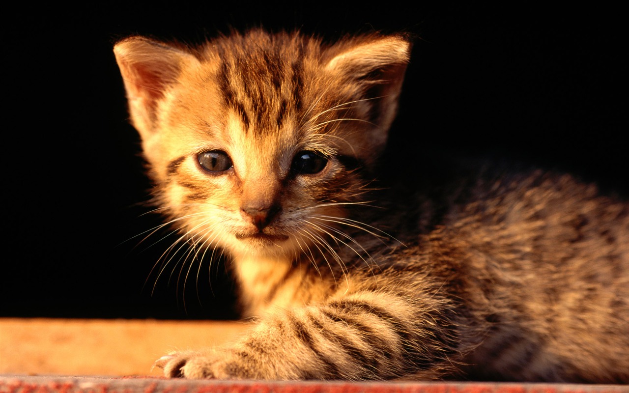 1920 Cat Foto Tapety (1) #5 - 1280x800