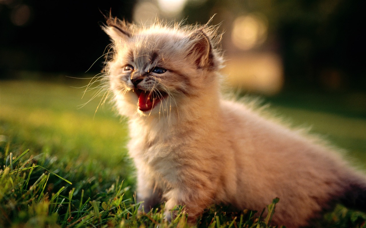 1920 Cat Foto Tapety (1) #6 - 1280x800