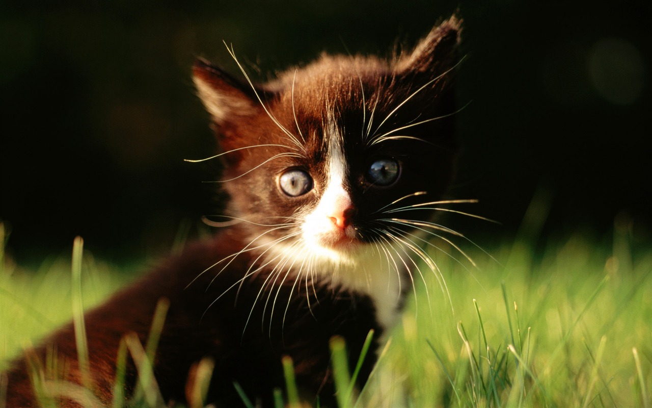 1920 Cat Foto Tapety (1) #7 - 1280x800
