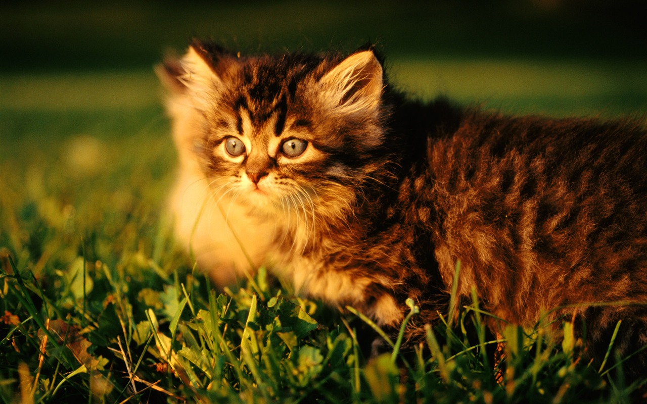 1920 Cat Foto Tapety (1) #10 - 1280x800