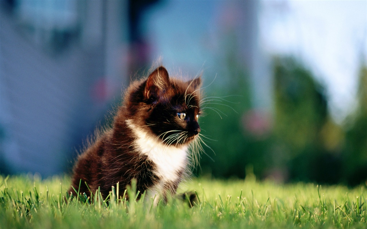1920 Cat Foto Tapety (1) #17 - 1280x800