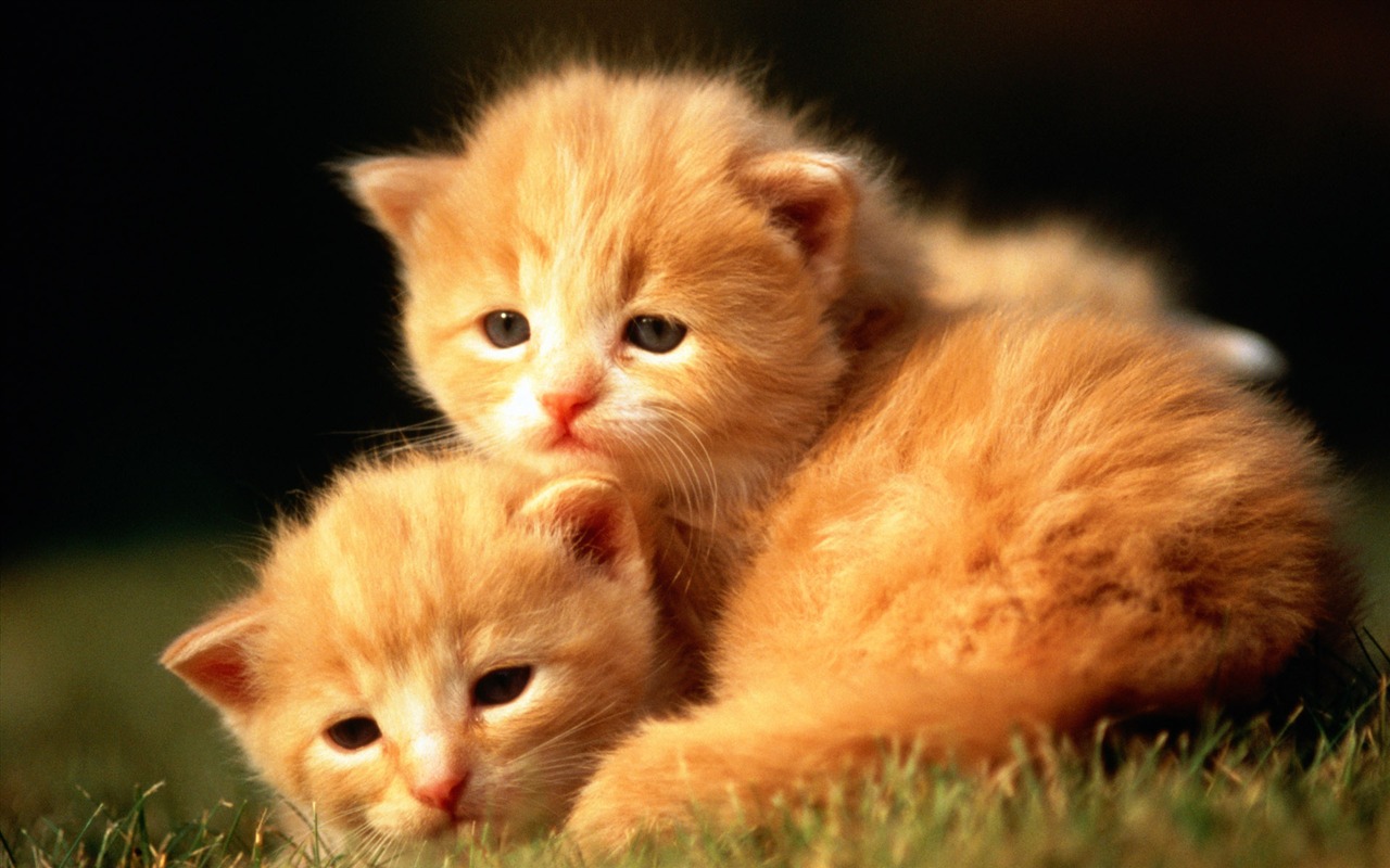 1920 Cat Foto Tapety (1) #18 - 1280x800