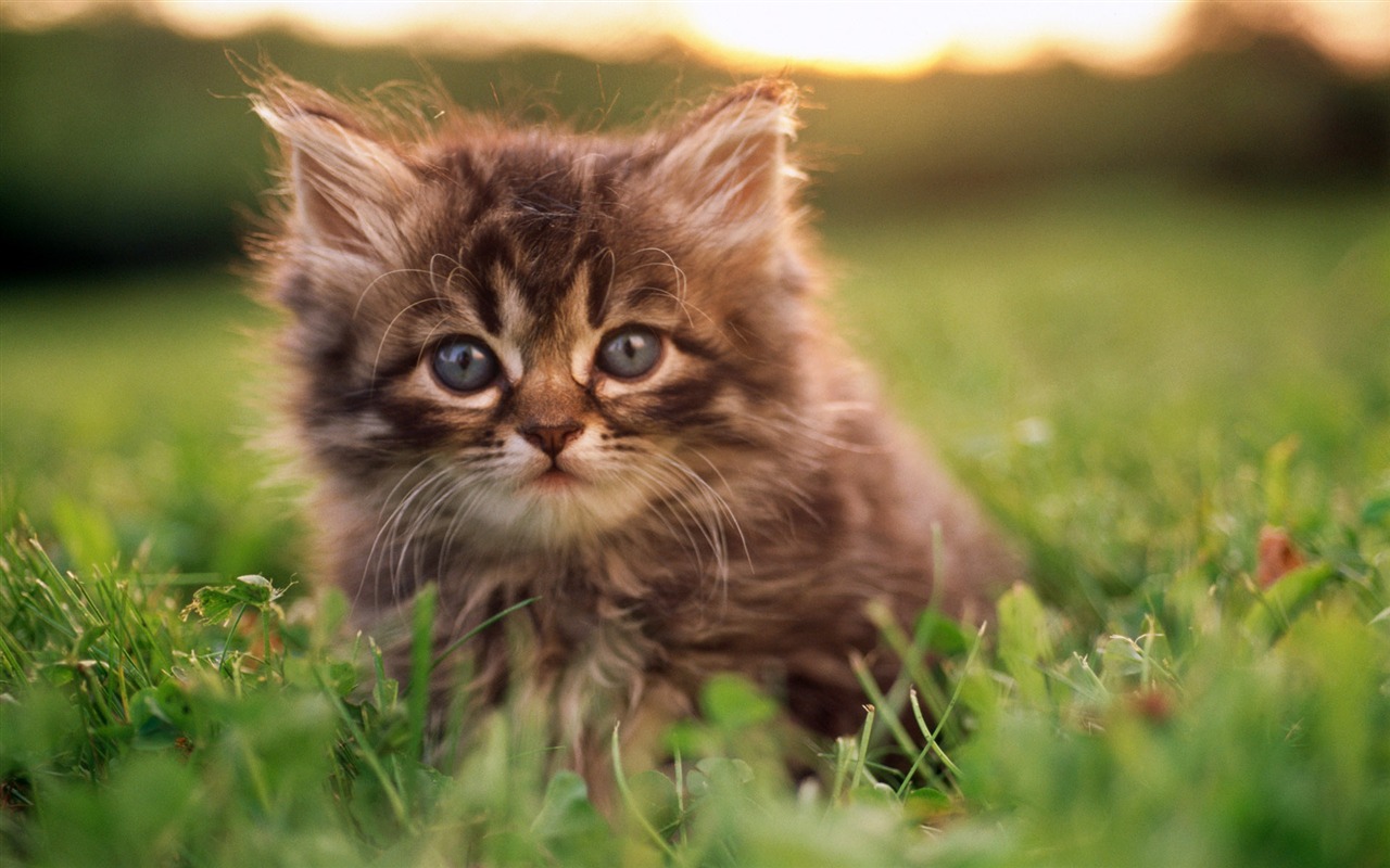 1920 Cat Foto Tapety (1) #19 - 1280x800