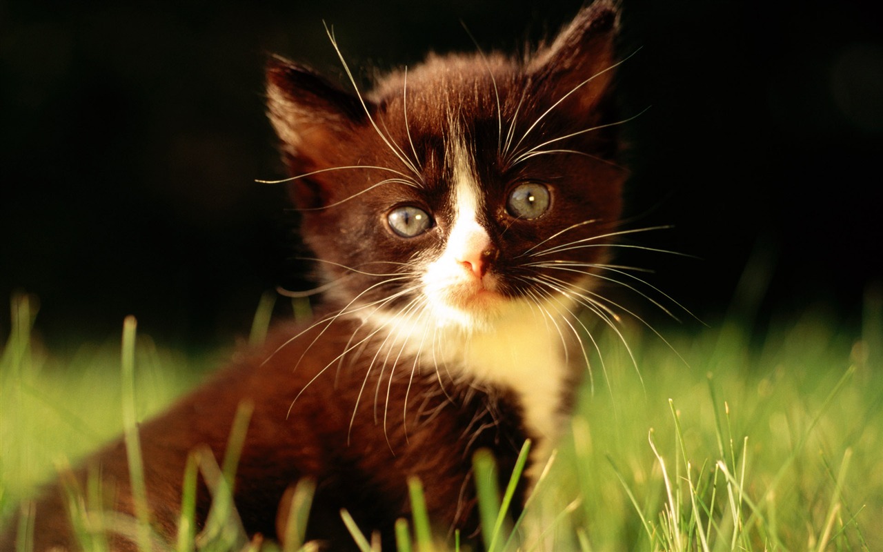 1920 Cat Foto Tapety (1) #20 - 1280x800