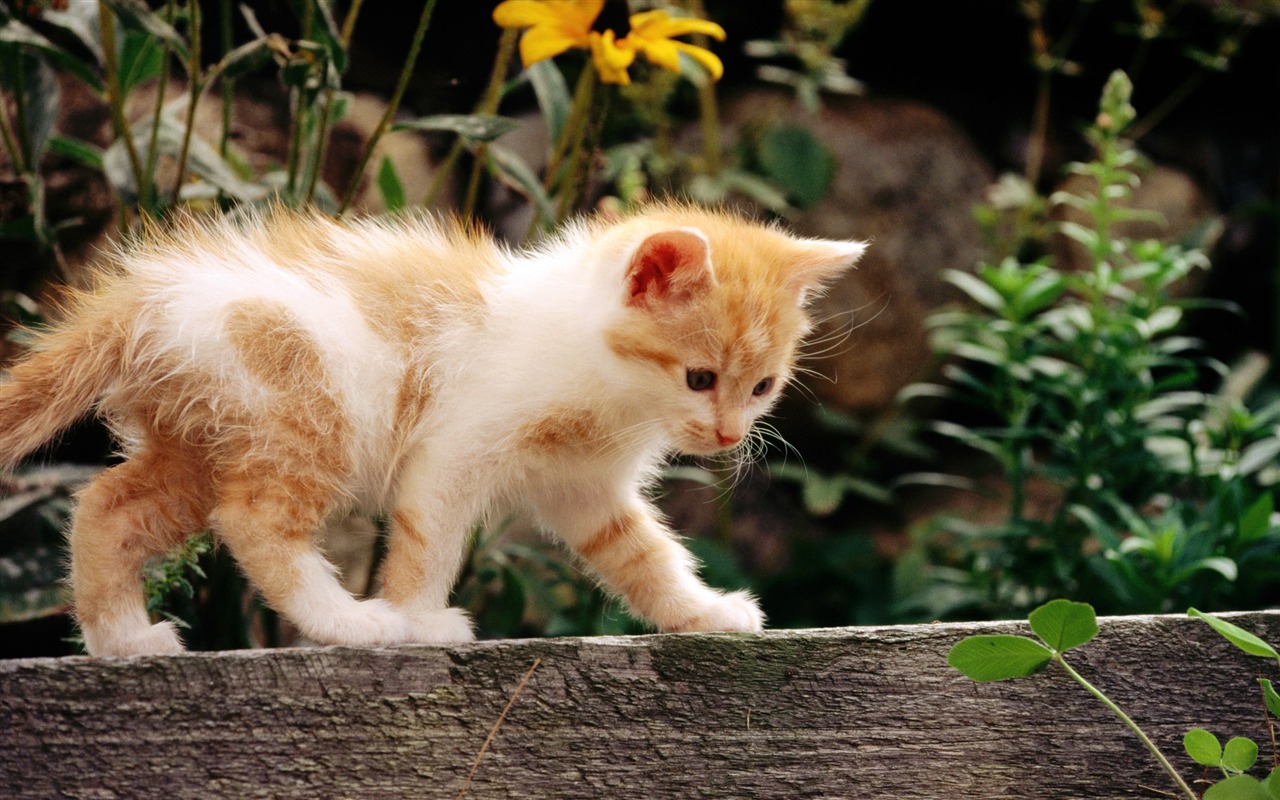 1920 Cat Foto Tapety (2) #2 - 1280x800