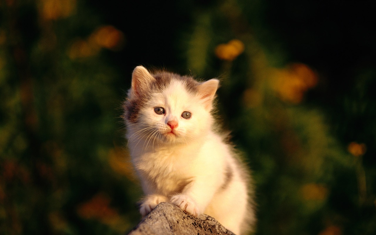 1920 Cat Foto Tapety (2) #3 - 1280x800