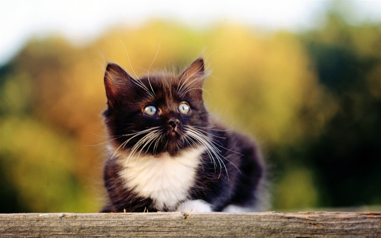 1920 Cat Foto Tapety (2) #6 - 1280x800
