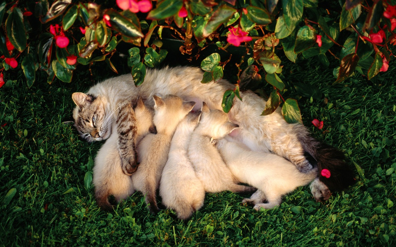 1920 Cat Foto Tapety (2) #7 - 1280x800