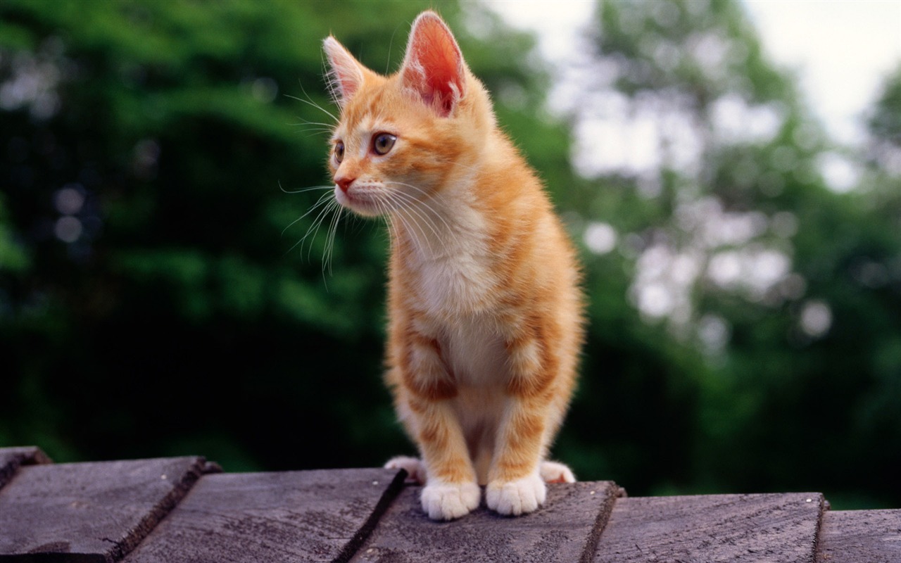 1920 Cat Foto Tapety (2) #9 - 1280x800