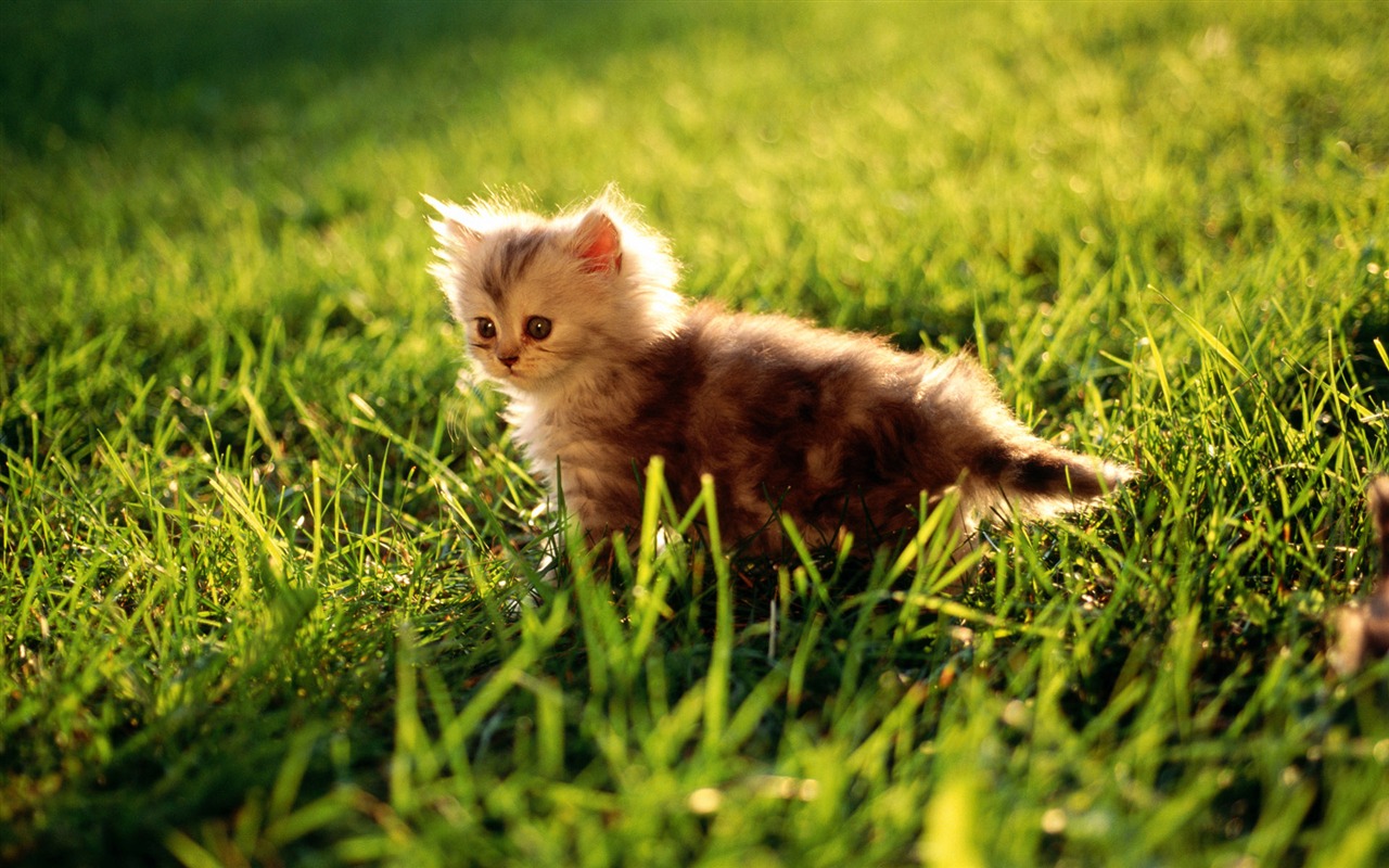1920 Cat Foto Tapety (2) #11 - 1280x800