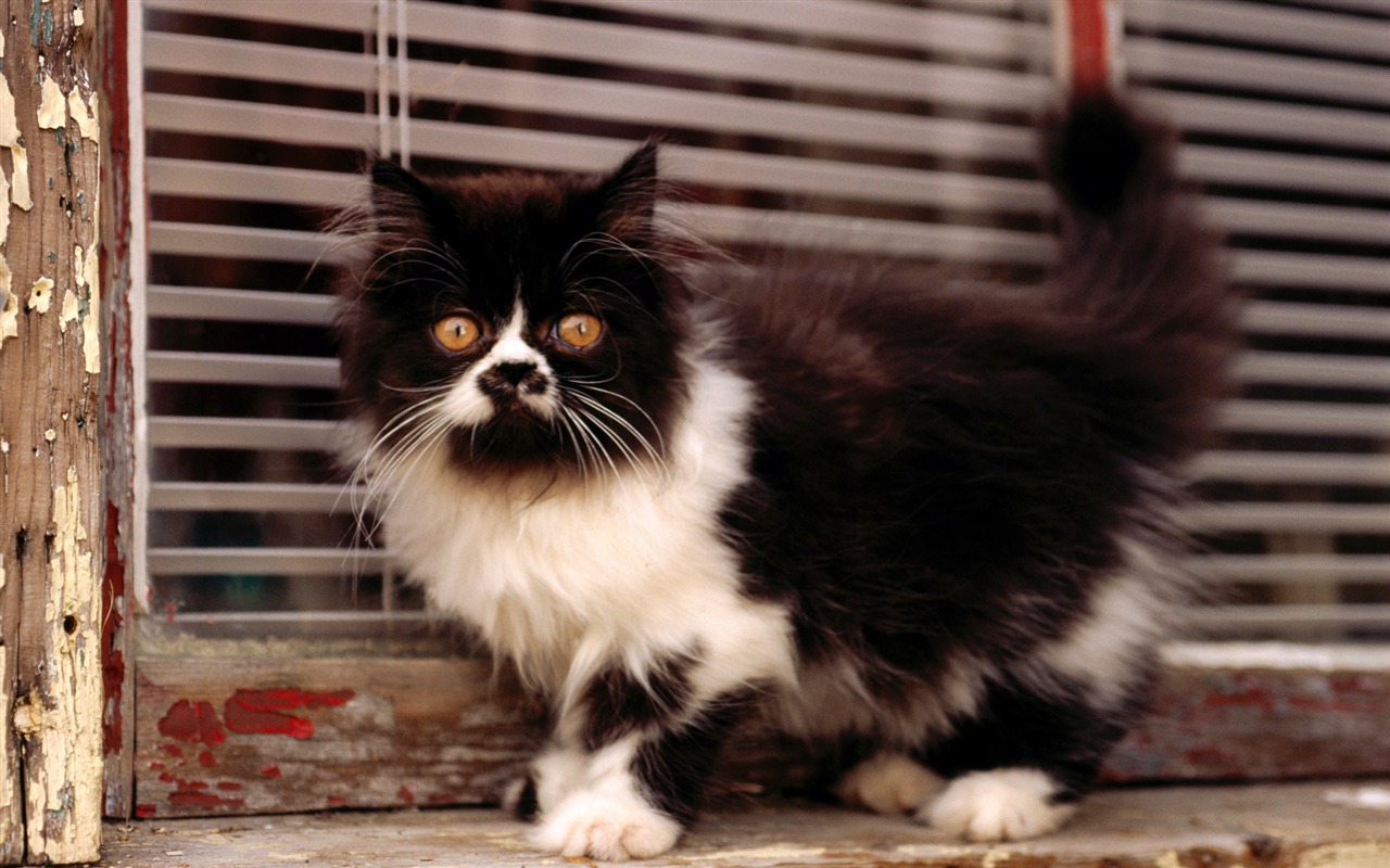 1920 Cat Foto Tapety (2) #12 - 1280x800