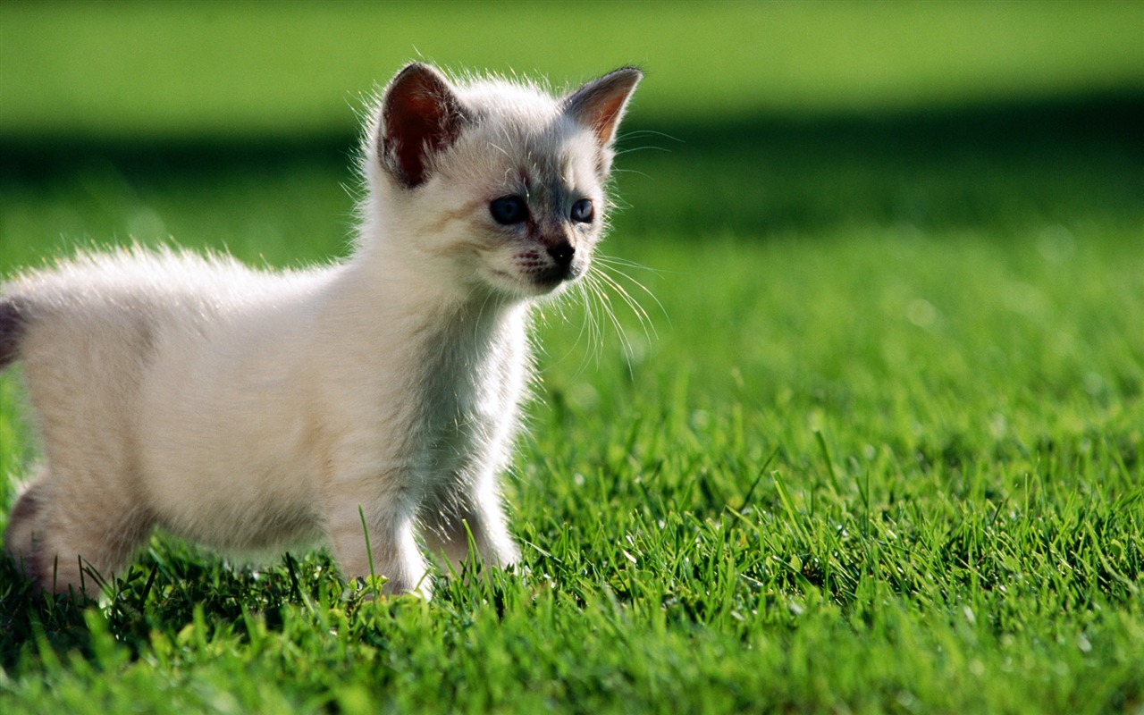 1920 Cat Foto Tapety (2) #13 - 1280x800