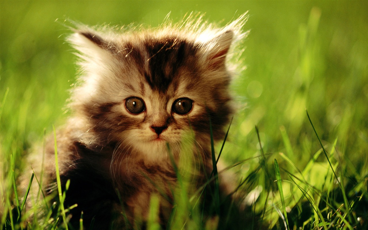 1920 Cat Foto Tapety (2) #14 - 1280x800