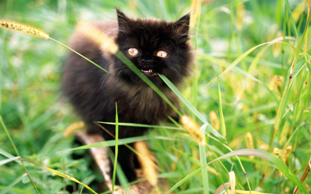 1920 Cat Foto Tapety (2) #18 - 1280x800