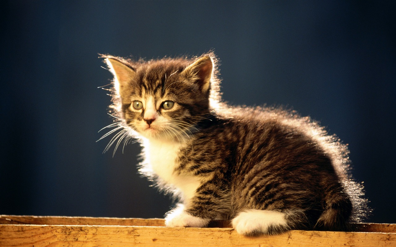 1920 Cat Foto Tapety (2) #20 - 1280x800