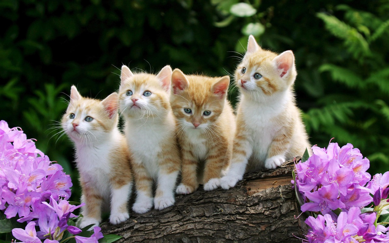 1920 Cat Foto Tapety (3) #2 - 1280x800