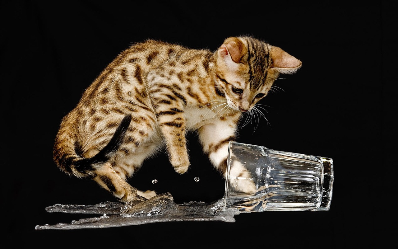 1920 Cat Photo Wallpaper (3) #4 - 1280x800
