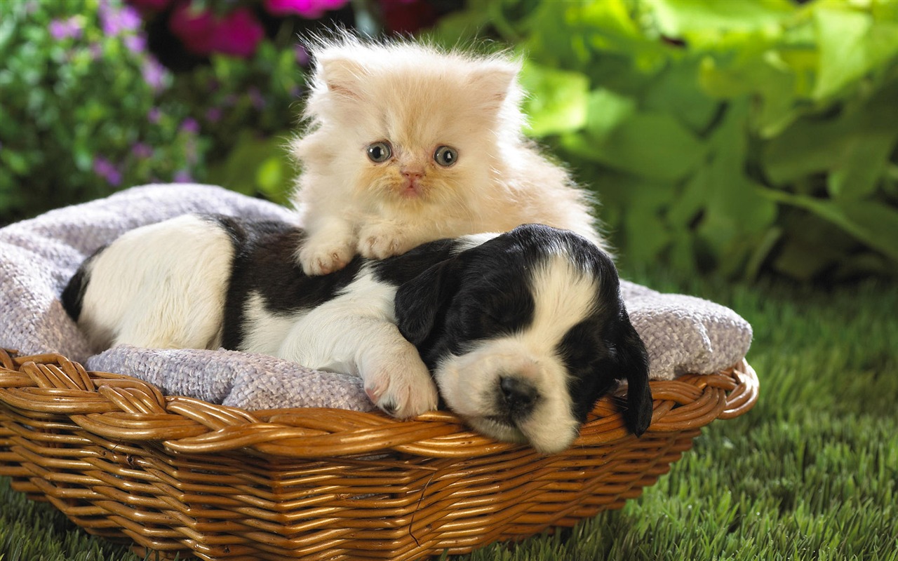 1920 Cat Foto Tapety (3) #6 - 1280x800