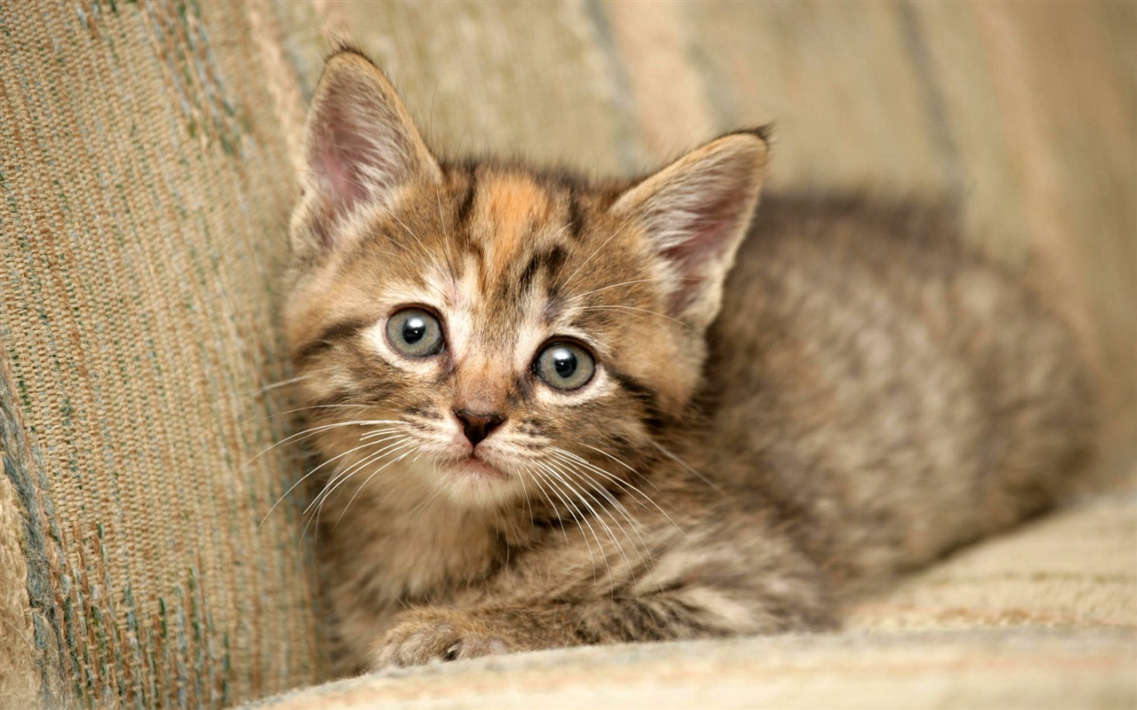 1920 Cat Foto Tapety (3) #7 - 1280x800