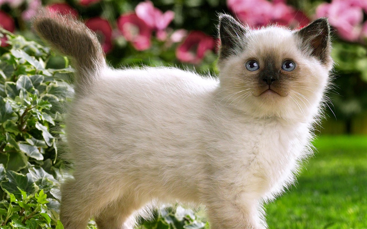 1920 Cat Foto Tapety (3) #8 - 1280x800