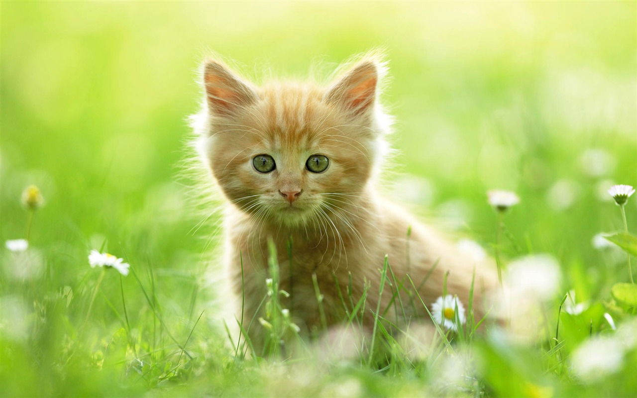 1920 Cat Foto Tapety (3) #10 - 1280x800