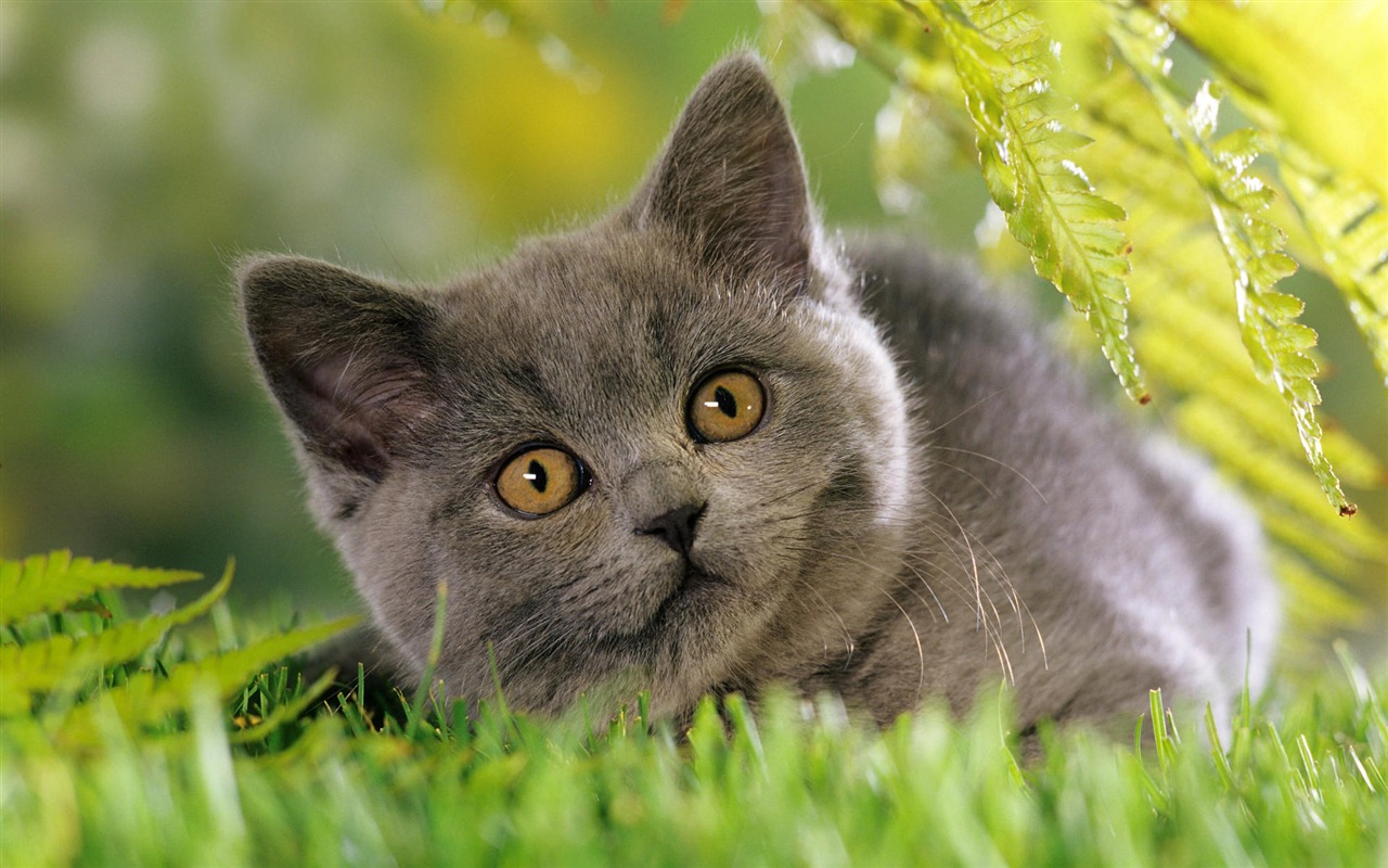 1920 Cat Foto Tapety (3) #11 - 1280x800