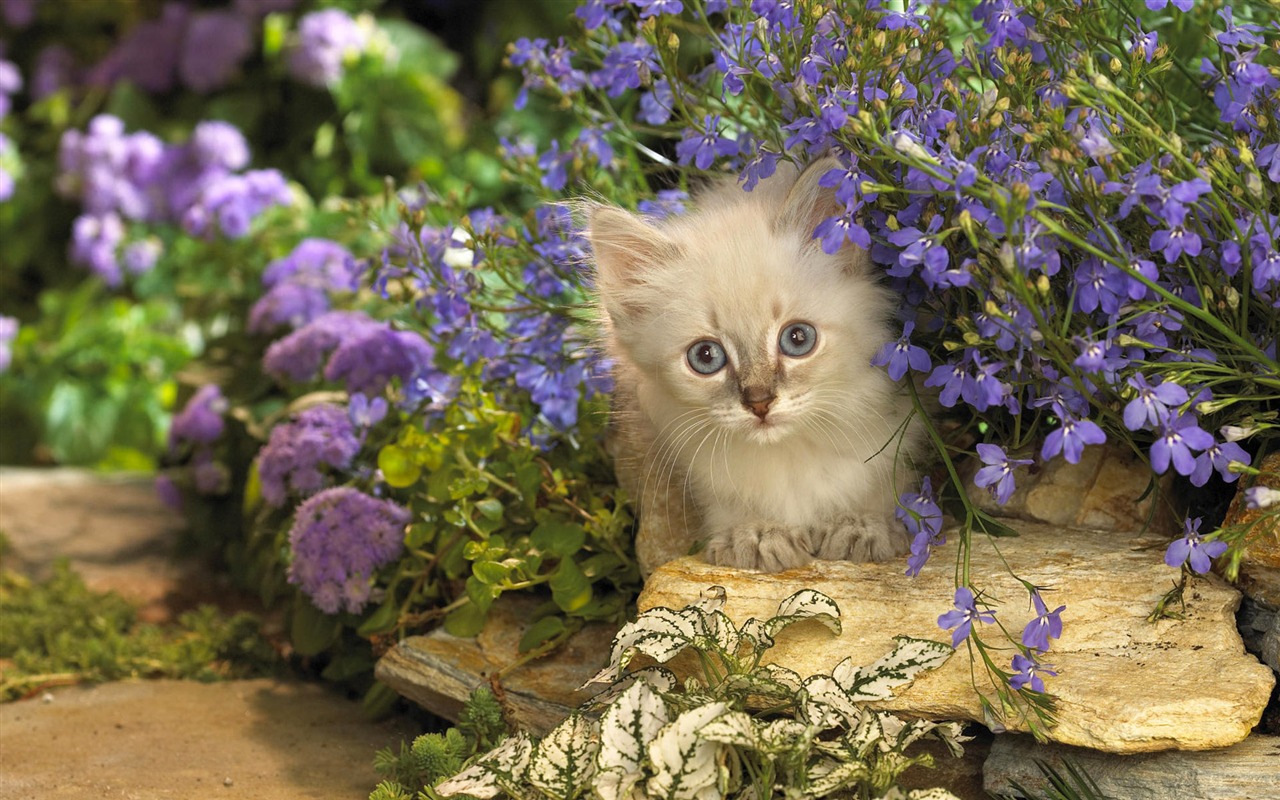 1920 Cat Foto Tapety (3) #12 - 1280x800
