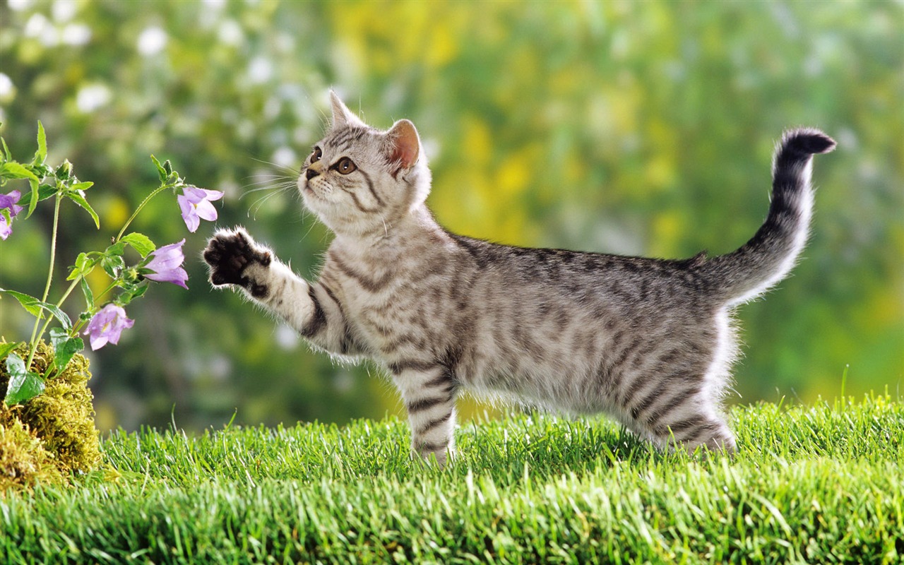 1920 Cat Foto Tapety (3) #17 - 1280x800