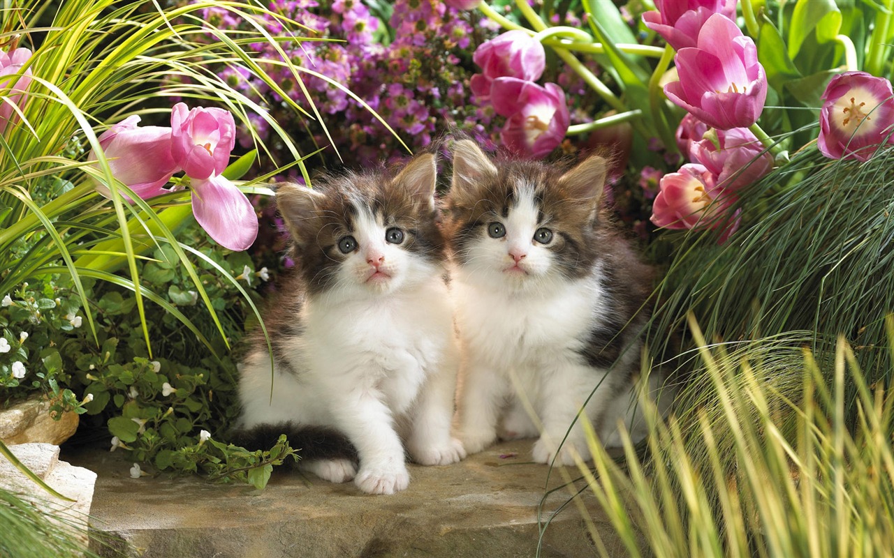 1920 Cat Foto Tapety (3) #18 - 1280x800