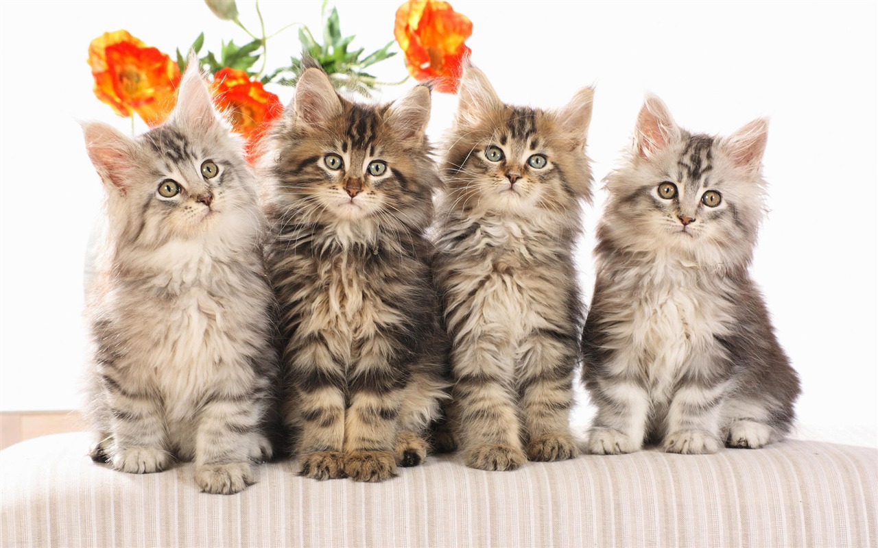 1920 Cat Foto Tapety (3) #19 - 1280x800