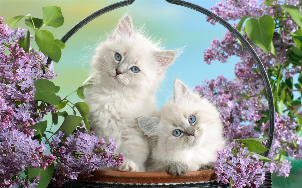 1920 Cat Foto Tapety (3) #20 - 1280x800