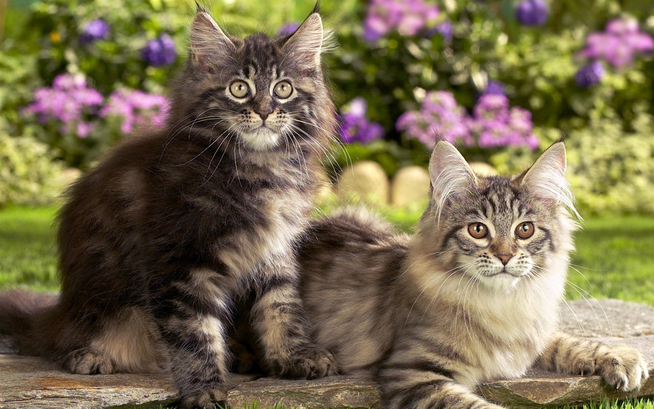 1920 Cat Foto Tapety (4) #2 - 1280x800
