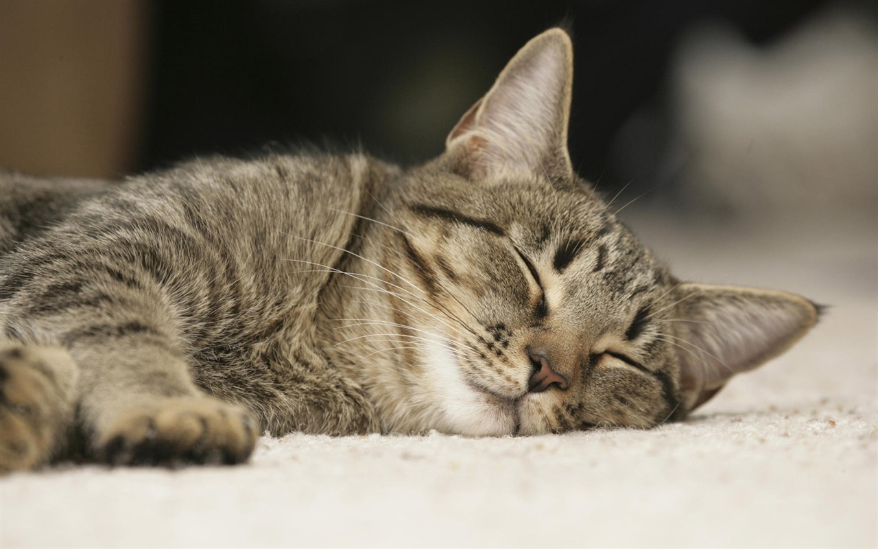 1920 Cat Foto Tapety (4) #4 - 1280x800