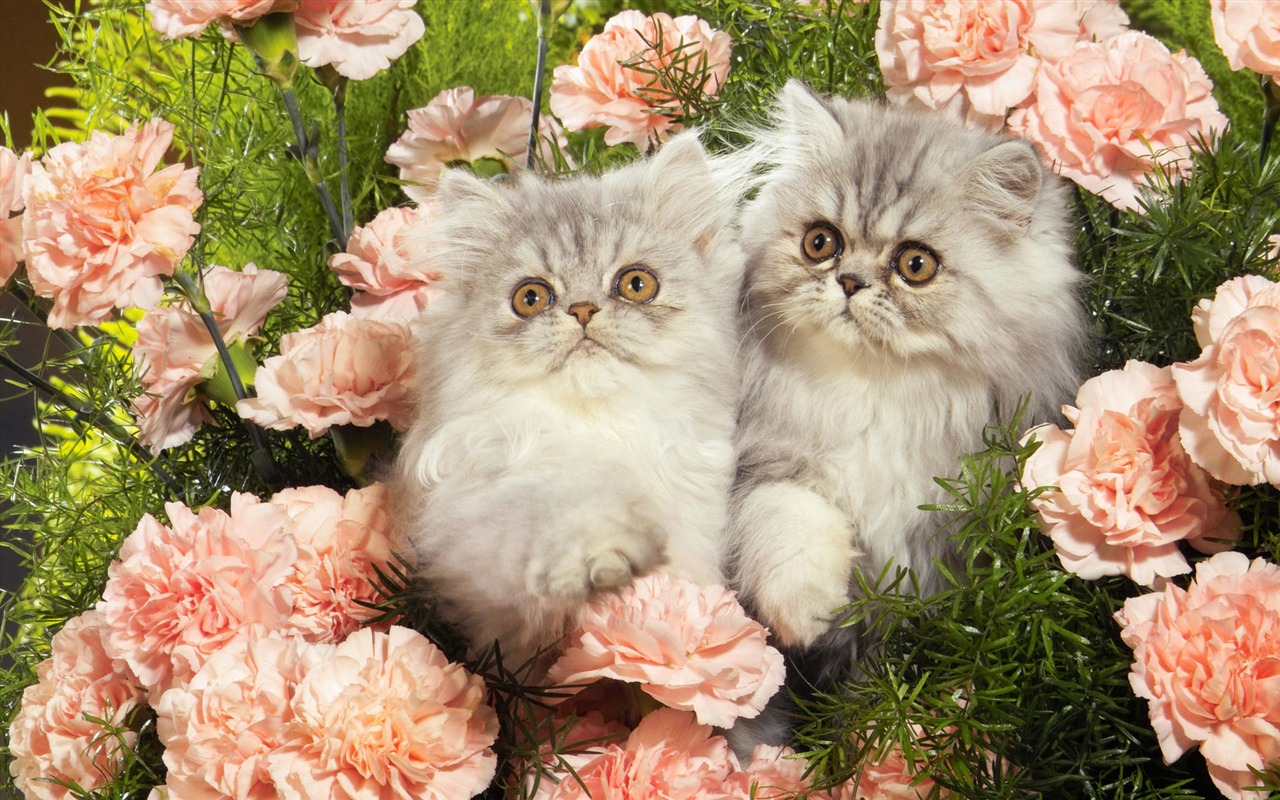 1920 Cat Foto Tapety (4) #5 - 1280x800